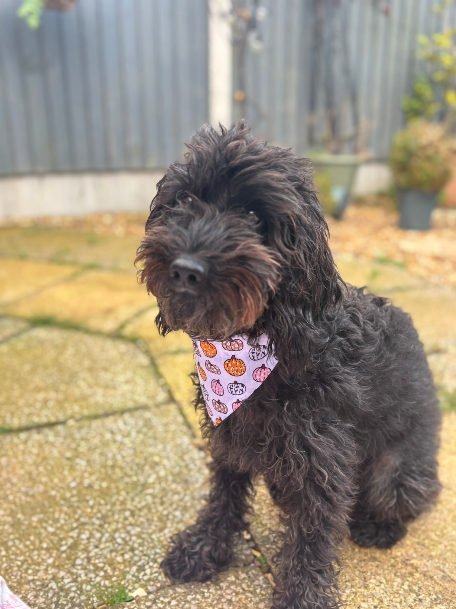 Multi-Coloured Pumpkin Bandana